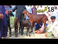 Omg 5 Lakh Wali Bakri 18 Kilo Doodh - World's Best Milking Goat - Sahiwal Bakra Mandi 2020