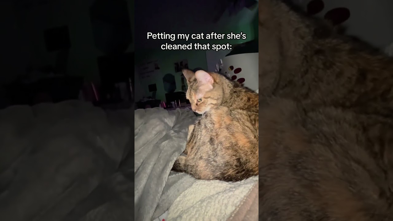 Cat's strange expression 