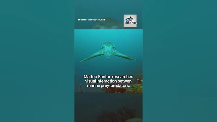 Do Cuttlefish Really Hypnotize Their Prey? The Truth Revealed!