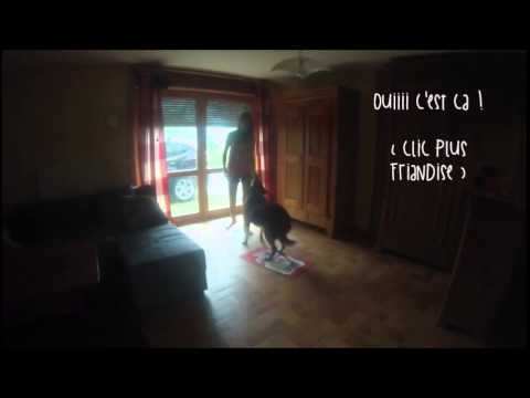 dresser son chien à s'essuyer les pattes