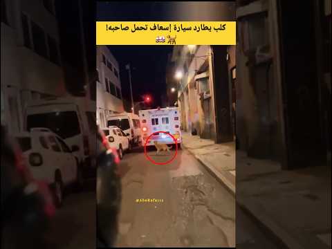 كلب يطارد سيارة إسعاف تحمل صاحبه