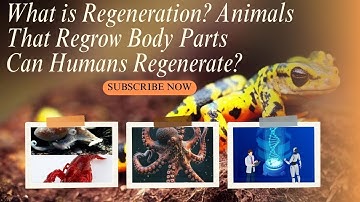 ‎What is Regeneration? Animals That Regrow Body Parts | Can Humans Regenerate? By Science Synergy