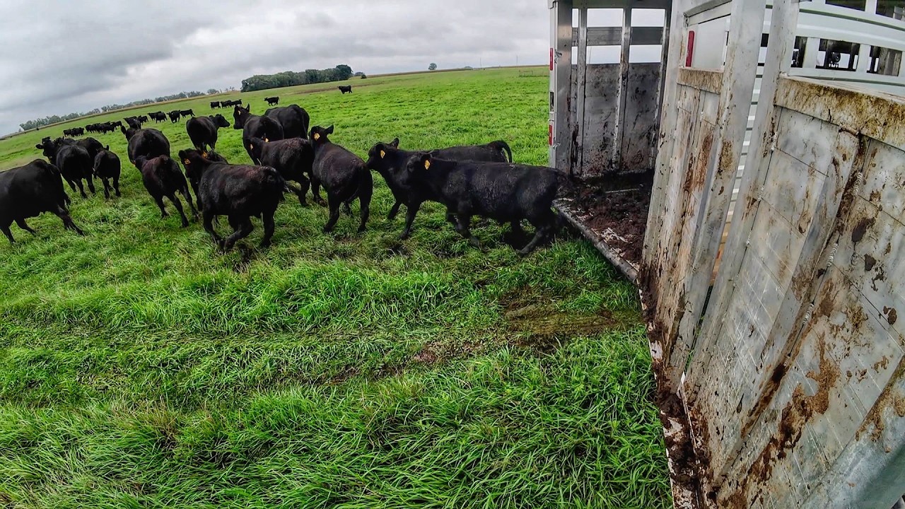 First Time Ever. Pairs to Pasture in Fall?