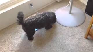 DogZilla and BaXenga hate birthday card