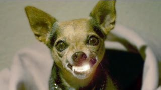 DIY Teeth Cleaning for Dogs and Cats (NO Anesthesia) @lniles