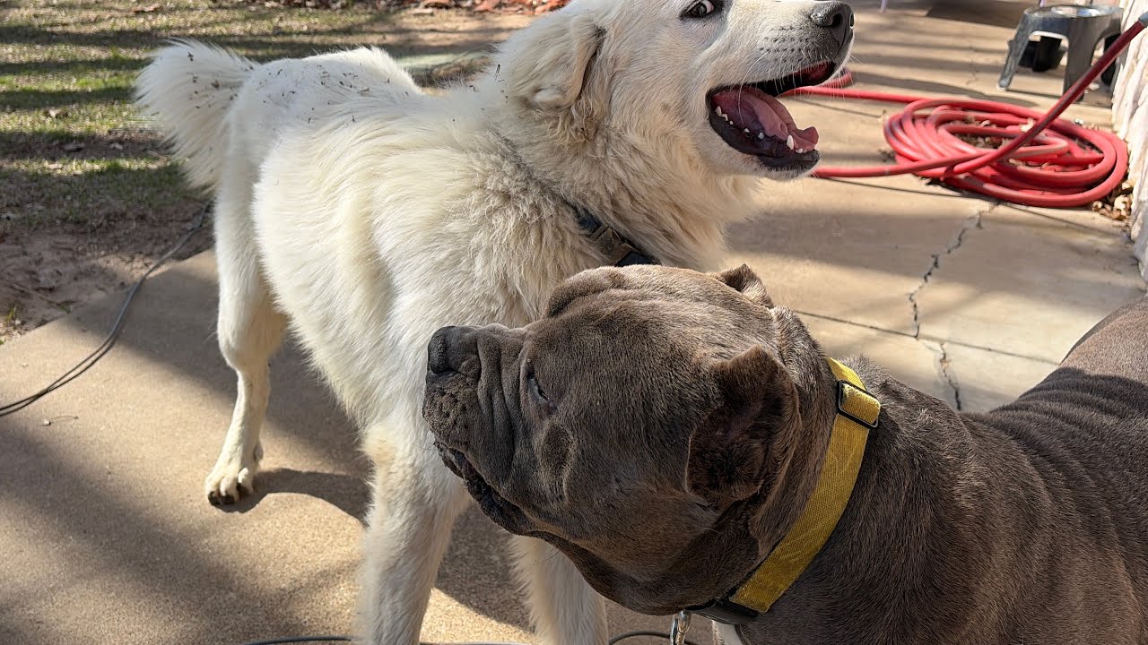 How a Rescue Dog Teaches a Puppy the Rules of Play - YouTube