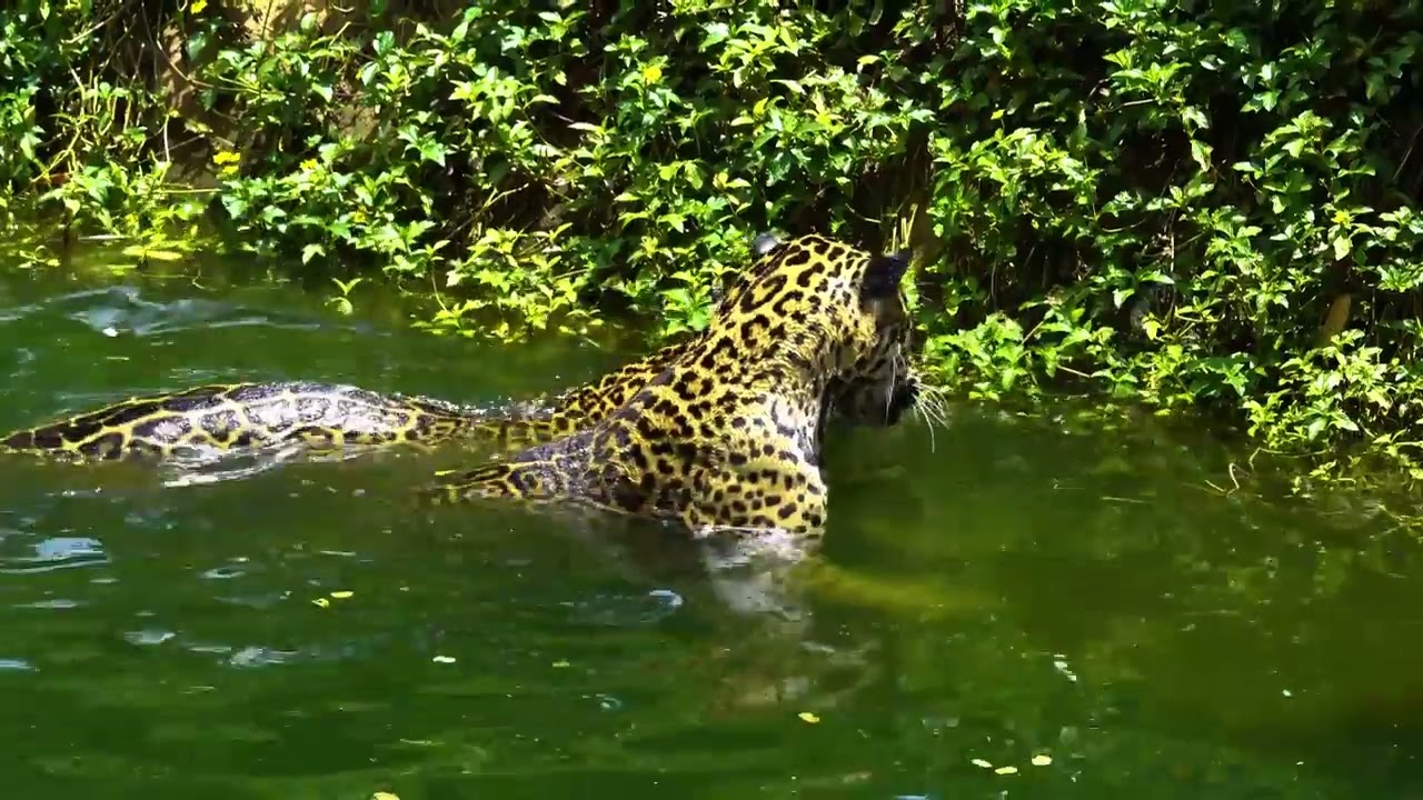 Endless Natural Beauty 🌿 | 12 Hours of Natureجمال الطبيعة بلا نهاية | 12 ساعة 