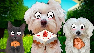 PERRO COME DURNTE 24 HORAS COMIDA DE MINECRAFT EN LA VIDA REAL !! by Anima Dogs and Cats 33,557 views 1 month ago 8 minutes, 49 seconds