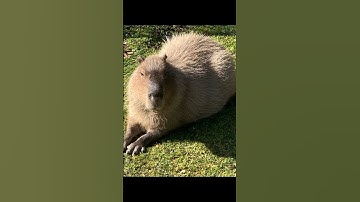Sorry 🔥 #animals #animalshorts #funny #capybara #cute