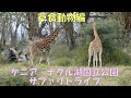 ケニアのナクル湖国立公園でしたサファリドライブ（草食動物編：2023年1月５日～６日）