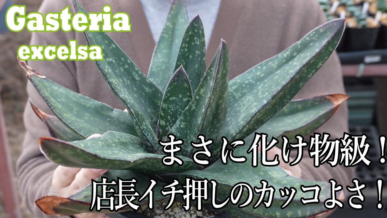 【ガステリア前編】重量級のカッコよさ！ガステリア・エクセルサの品種紹介！ Gasteria excelsa