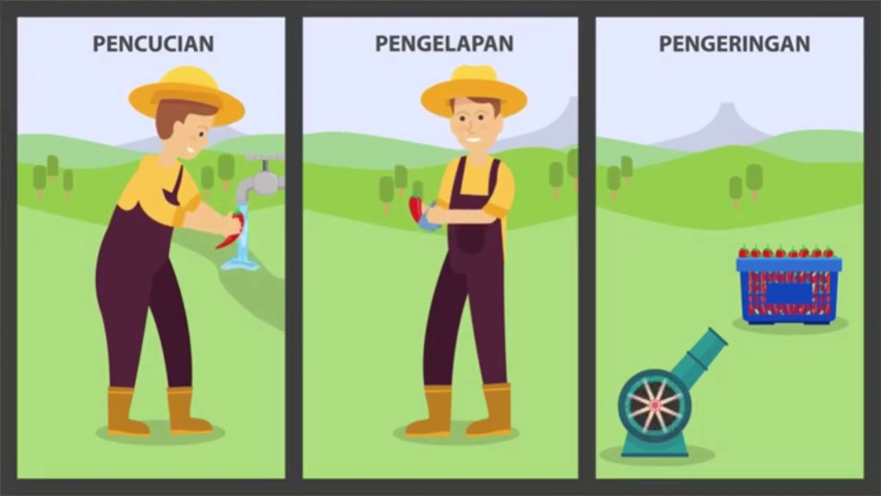 PENANGANAN PASCAPANEN CABAI