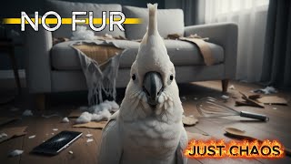 Download Lagu Neem een vogel, zeiden ze… “Geen vacht!” (Maak kennis met Jackson: pure chaos) MP3