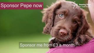 Adorable 9 week old chocolate brown cocker spaniel puppy