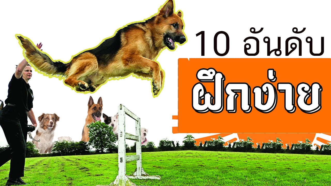 10 อันดับ หมา ดุ  2022  10 อันดับ สุนัขฝึกง่าย จากทั่วโลก สุนัขน่ารัก สุนัขน่าเลี้ยง สุนัขแสนรู้ หมา สุนัขพันธุ์ 2020-2021