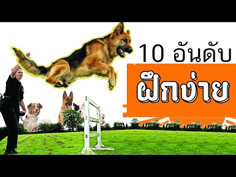 10-อันดับ-สุนัขฝึกง่าย-จากทั่ว