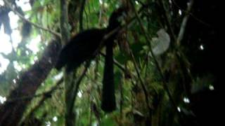 Bird Watching Tours In Ecuador Umbrella Bird