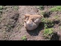 畑で大暴れの子犬3兄弟
