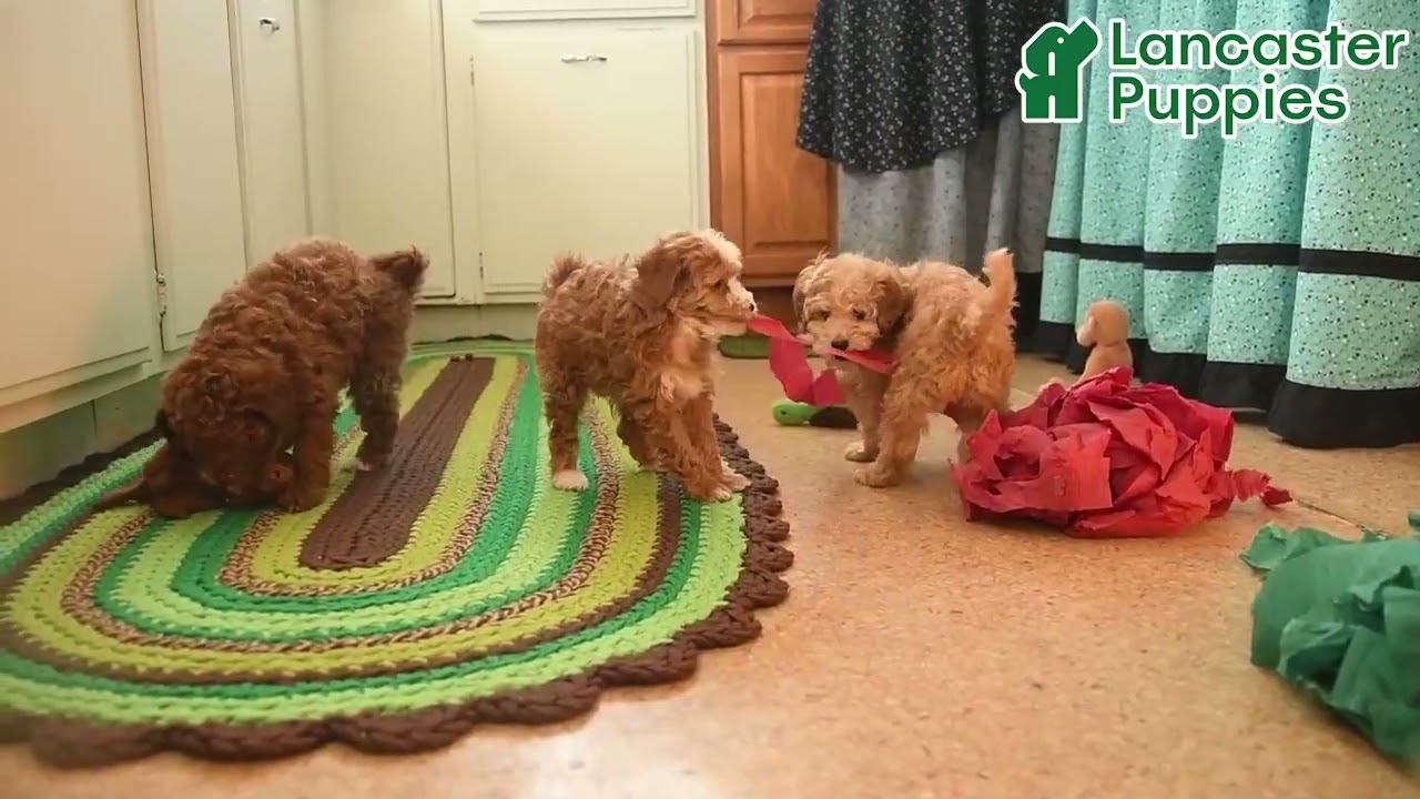 Happy Mini Goldendoodle Puppies