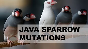 JAVA SPARROW ALL BASIC MUTATIONS