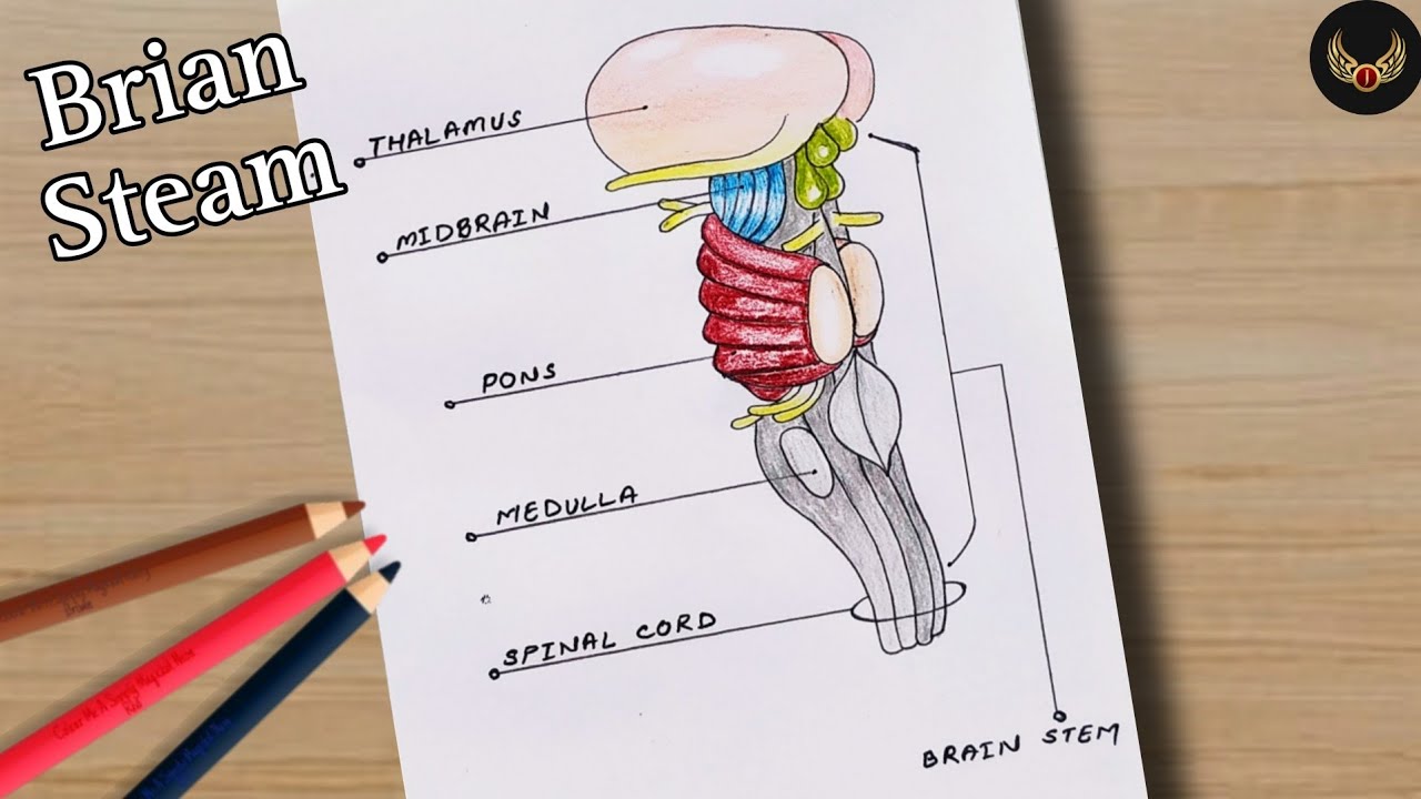 Anatomy of Brain Stream 🧠 || Function of Brain Stream || How to Draw ...