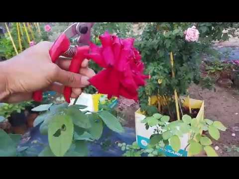 Video: Tem hoa hồng: trồng, phát triển, cắt tỉa và chăm sóc