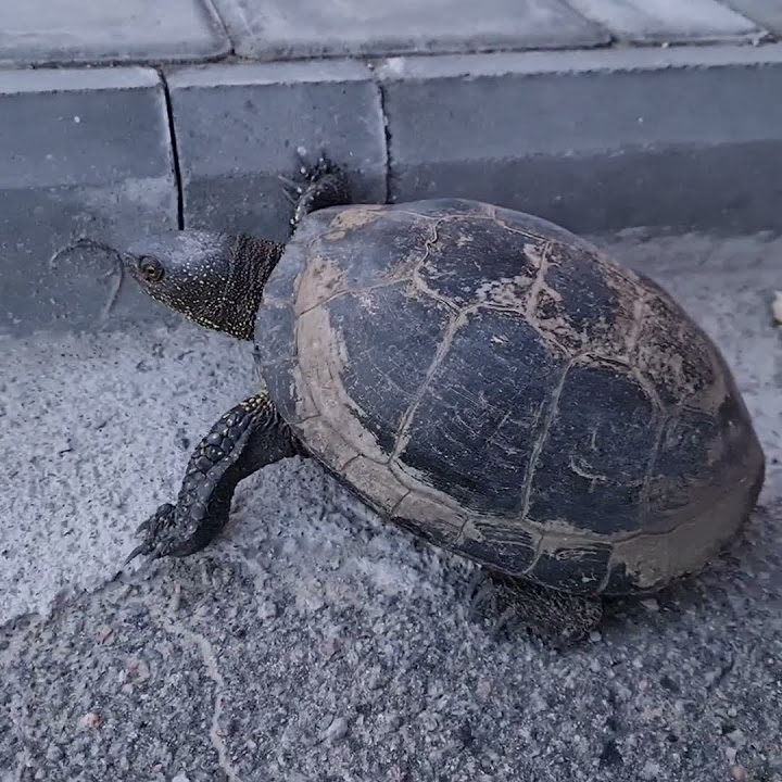 100-літня черепаха Тортила🐢 - YouTube
