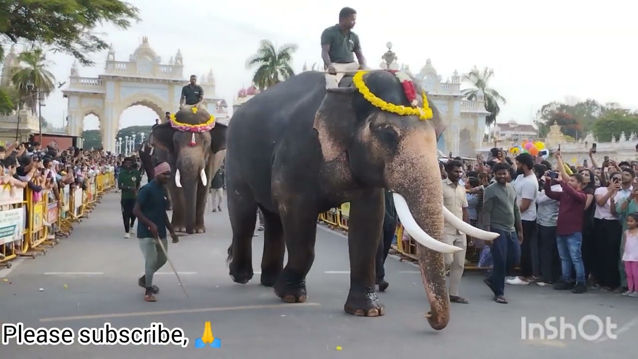 ಮೈಸೂರು ದಸರಾ ಆನೆಗಳ ತಾಲಿಮು🐘🐘🐘🐘🐘#mysore #dasara 