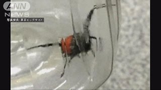 東京ビッグサイトでセアカゴケグモ1匹発見(17/04/15)