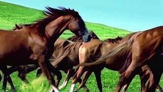 Azerbaijan – This Journey Never Ends