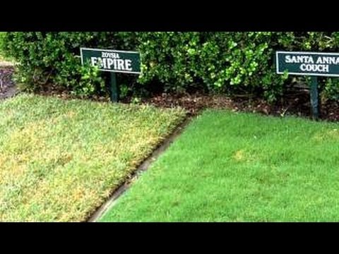 What Grass Is That Queensland Blue Couch Buffalo Lawn Buffalo Master Herbicide [Sir ...