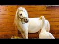 Inseparable Mini Horse And Goose Escape Abuse And Find Forever Home