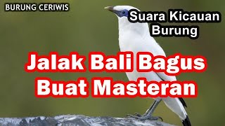 Suara Kicaun Burung Jalak Bali Bagus Masteran Istimewa Ngerol Ngeplong Nembak Cocok Buat Masteran