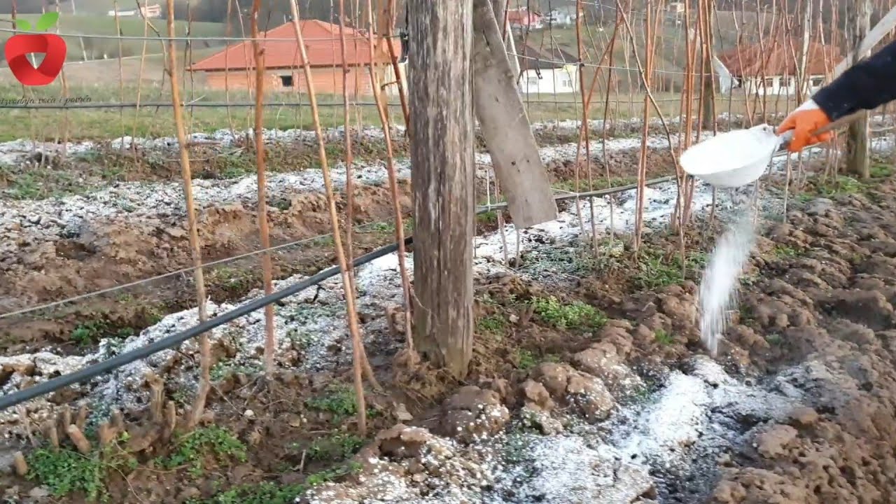 Теперь добавьте его в почву, и вы получите здоровые и крупные плоды.