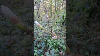 rooting for the planet #nature #ecologicalbalance #tree #garden #walk #wildlife #trees #dogwalk