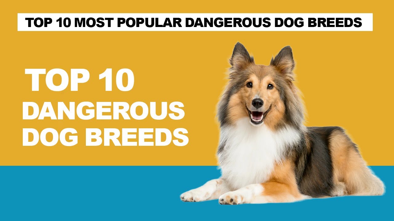 Top 10 Most dangerous dog breeds in the world YouTube