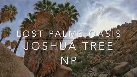 Lost Palms Oasis - a fun, unique hike on the southern side of Joshua Tree!