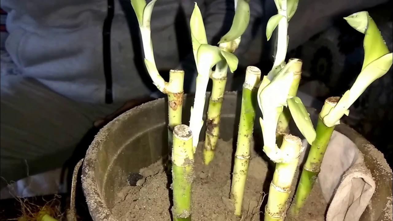 How to grow lucky bamboo in soil grow lucky bamboo in a pot YouTube
