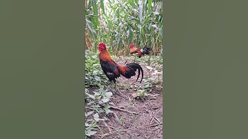 gà rừng mã đỏ gọi mã vàng khá ok.qaib qus qua zoo khav tiag tiag