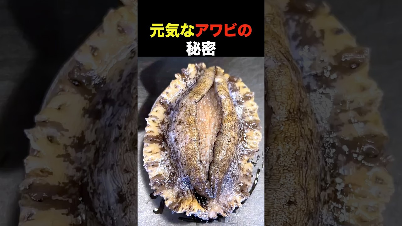 元気なアワビに塩をかける