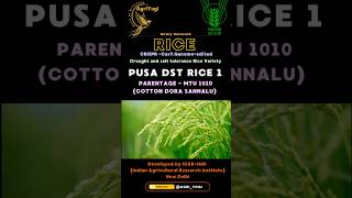 Drought and Salt tolerant Rice🌾 PUSA DSR RICE 1 #icar #asrbnet #ibpsafo2025 #agriculture #agronomy