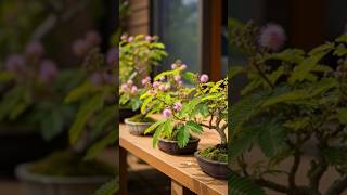 Inpirasi Bonsai Putri Malu
