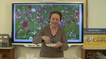 Earth Day Seed Bombs