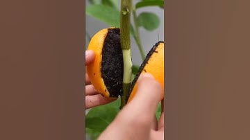 Propagation Lemon Tree with an Orange – New Techniques | Air Layering | #Shorts #1m #plants