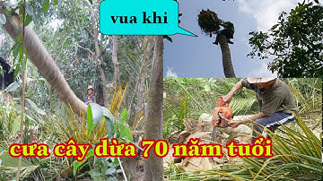 vua khỉ cưa cây dừa 70 năm tuổi cú ngã ngặt nghèo ở tiền Giang hai lúa đồng tháp