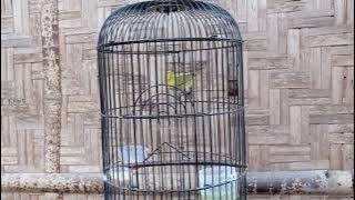 Suara pikat kecial kuning gacor paling ampuh