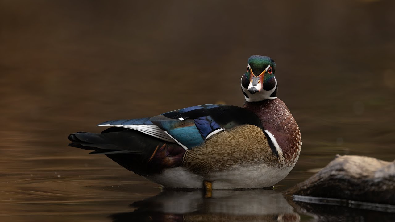 Canard Branchu en automne / Wood Duck in Fall