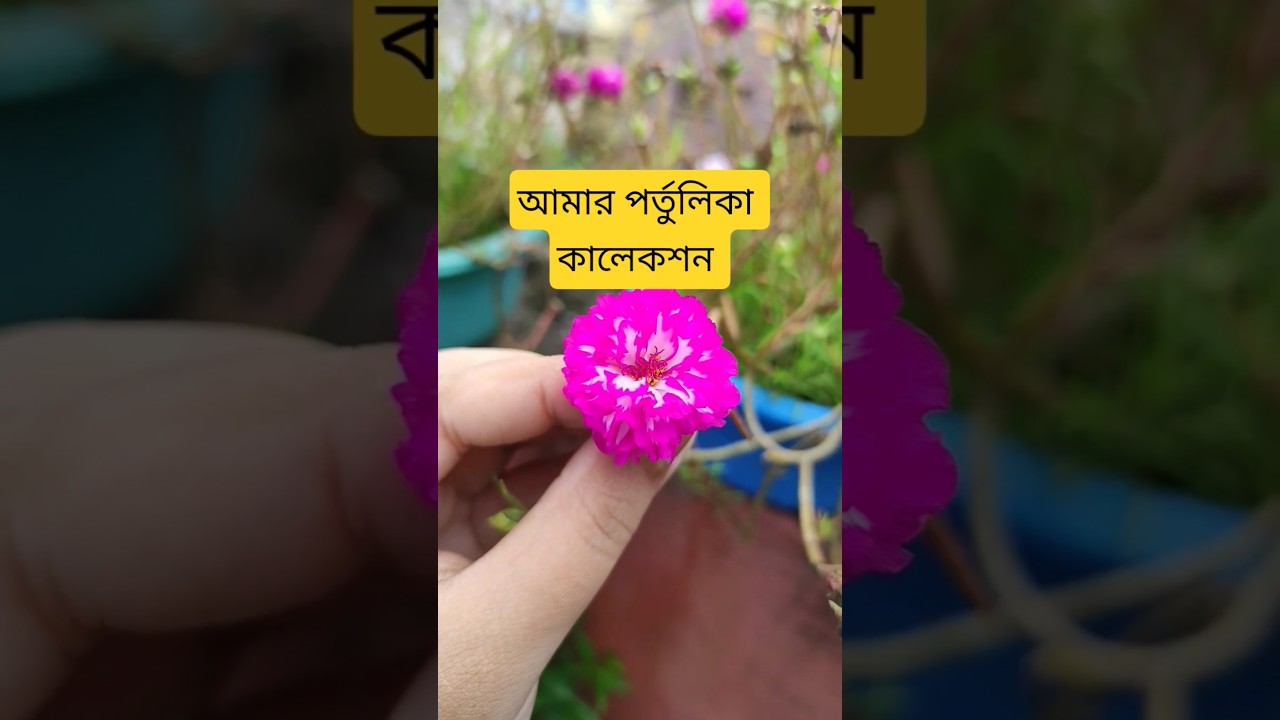 Portulaca collection | Multipetals moss rose variety | Best summer flowers