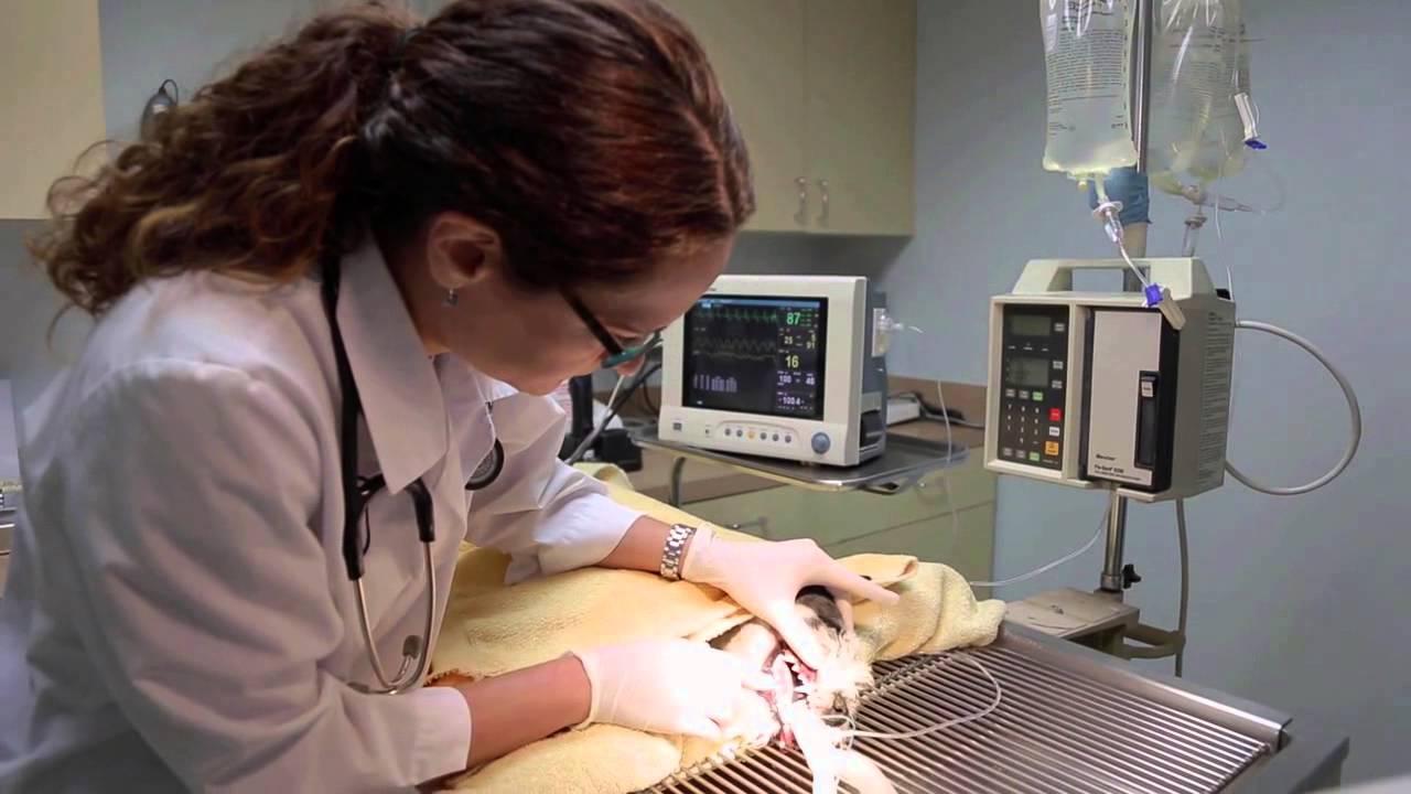 Learn about Seattle Veterinary Associates