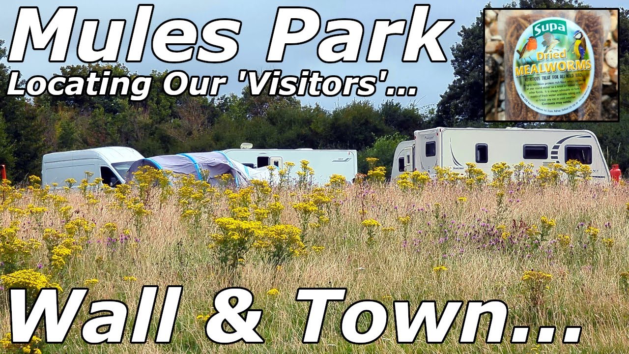 Путешественники по парку Мьюлз — Морская дамба и город — 05.08.24